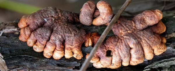 This rare finger-like fungus is hanging on for its life on a small Australian island