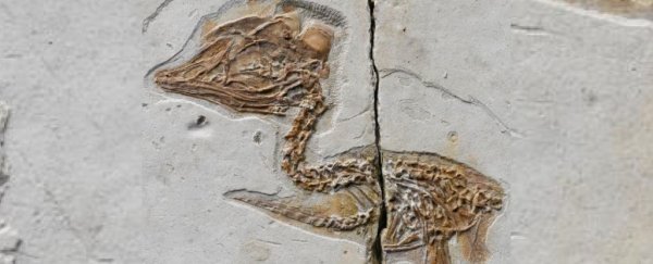 This tiny, 120-million-year-old fossil has a T. rex-like skull on a bird body