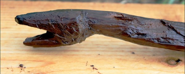 This cool 4,400-year-old snake stick from Finland may have belonged to a shaman