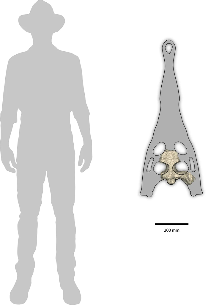 Silhouette of a human with a river boss skull next to it, about half the body's length