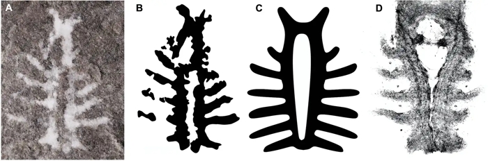 010-arthropod-1.jpg