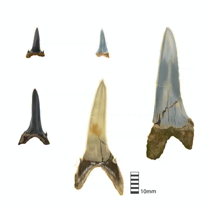 010 shark teeth 3