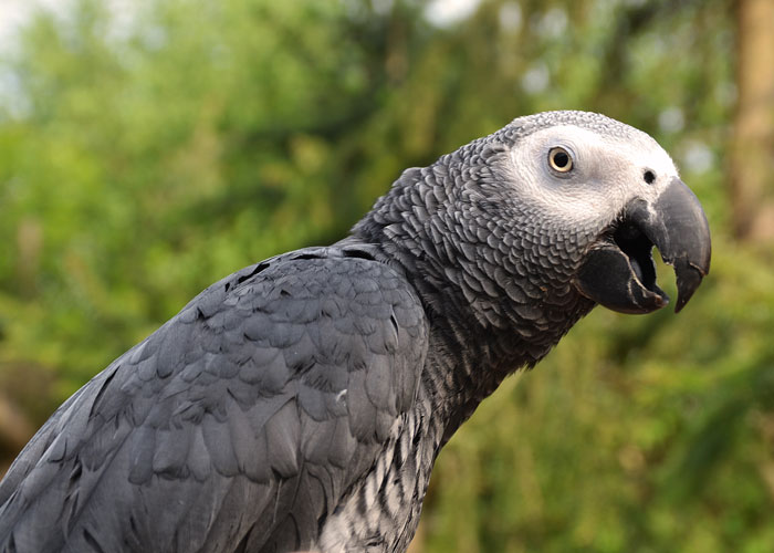 African Gray Parrot With Beak Open