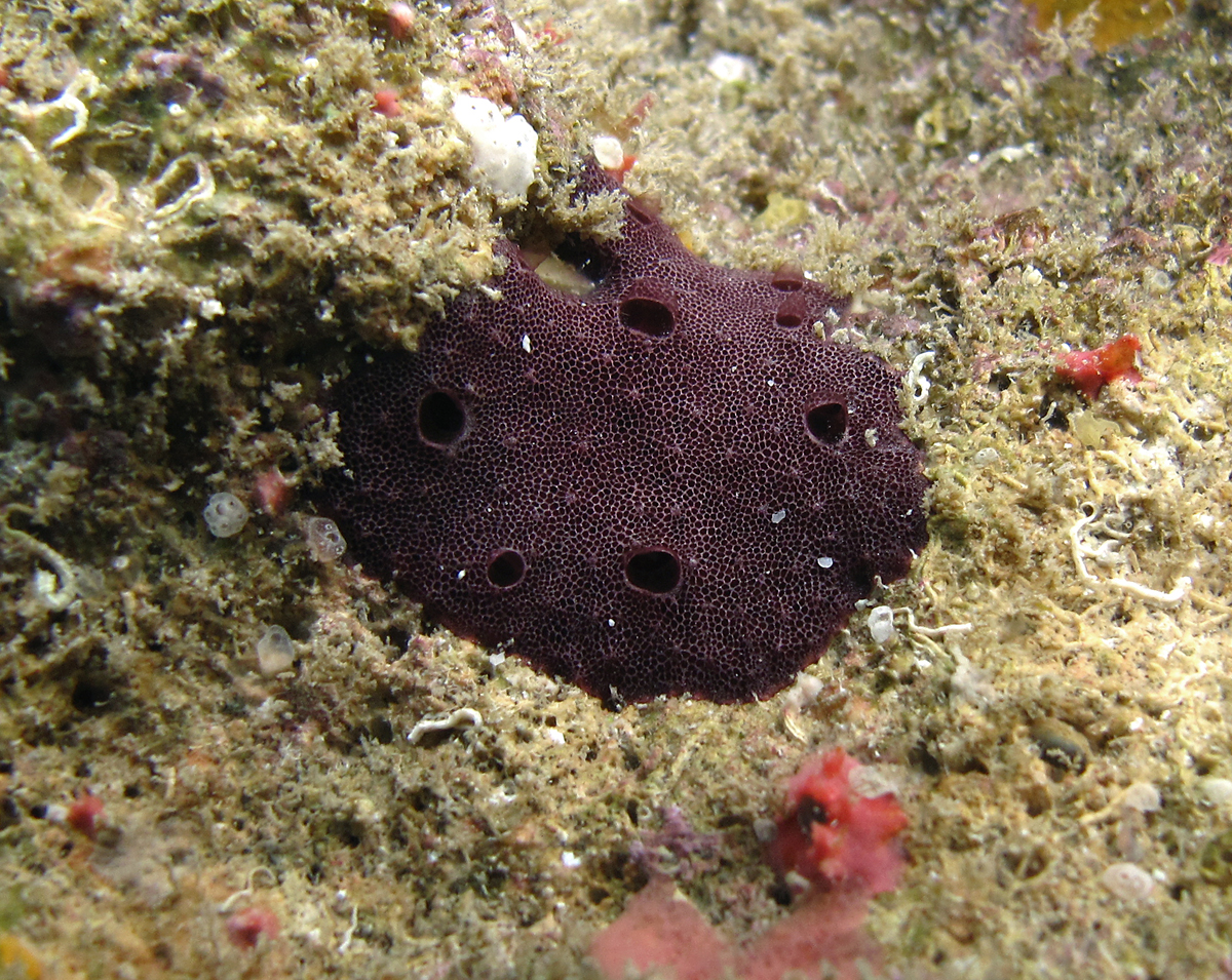 Example of a modern keratinous sponge. (Philippe Bourjon/Wikipedia/CC BY-SA 3.0)