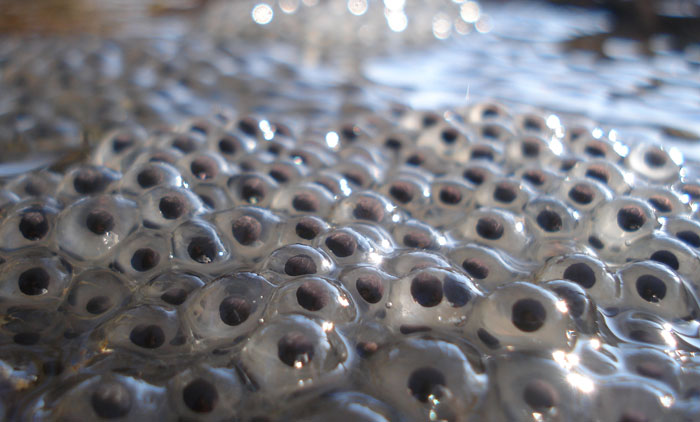 A frogspawn