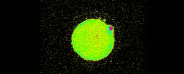 The Biological Fireworks Sparked by Fertilization Are at Least 300 Million Years Old