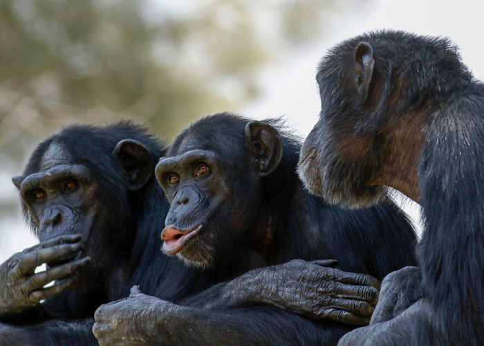 Three Chimps Sitting Together