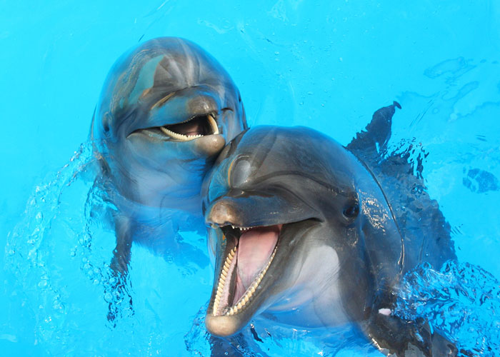 TwoDolphinsInWaterWithMouthsOpen