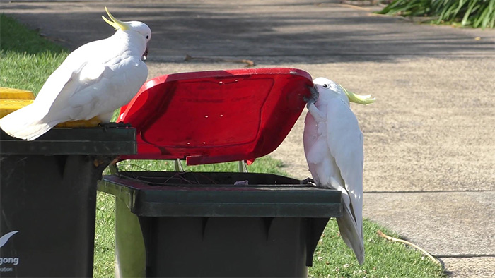 cockies looting a bin