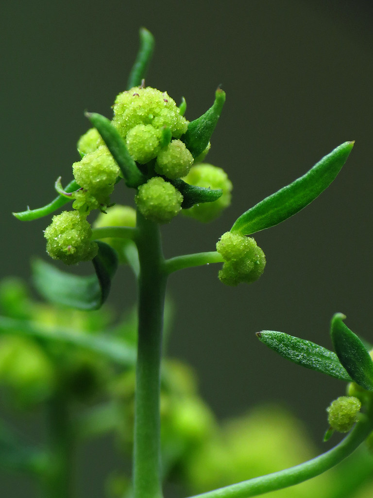 Arabidopsis cauliflower mutant. (BlueRidgeKitties/CC-BY-NC)