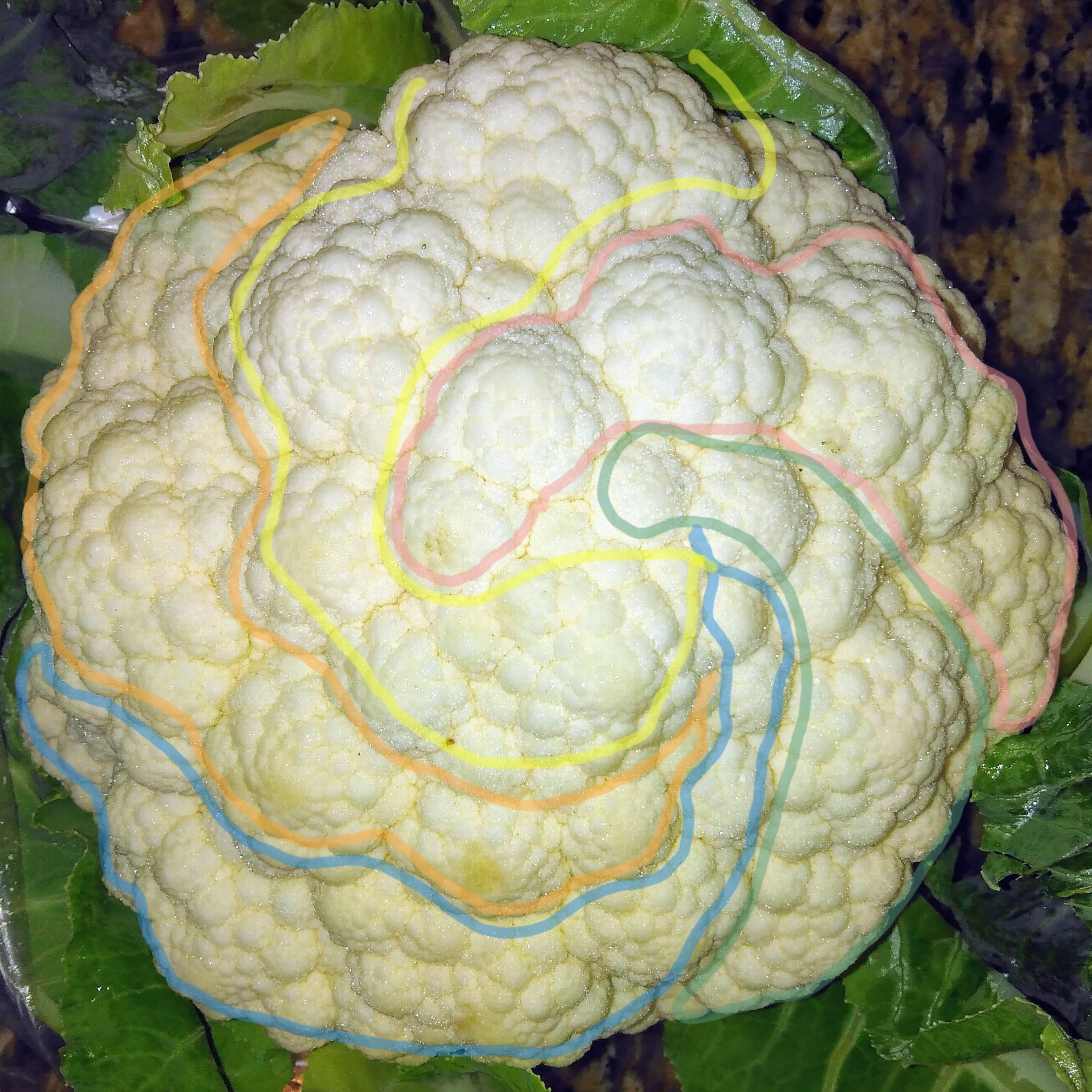 Five clockwise spirals of similar florets on a cauliflower. (Etienne Farcot)