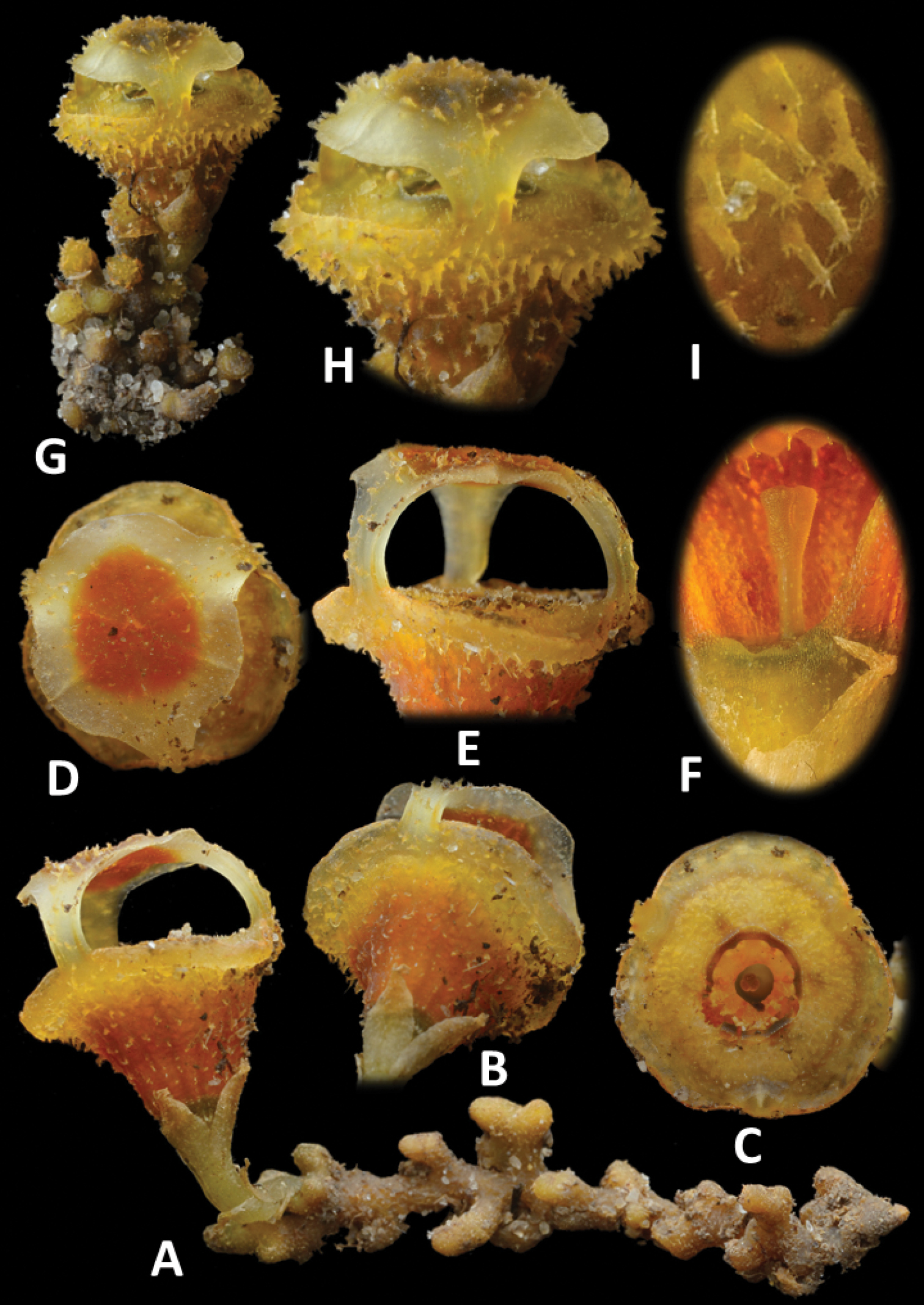 (Siti-Munirah, et al Phytokeys, 2021)