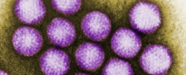 Common cold virus existed long before modern humans, discovery suggests