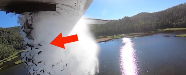 Viral video shows thousands of fish bursting out of a plane in Utah. Here's why
