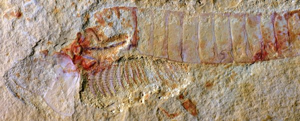 Incredible Fossil Discovery Shows Ancient Animal Brain From 310 Million Years Ago