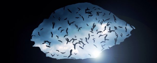 Remains of Giant Vampire Bat From 100,000 Years Ago Found in Argentinian Cave