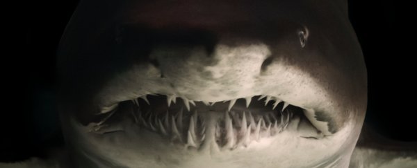 Shark teeth from millions of years ago solve mystery of Earth's ancient climate