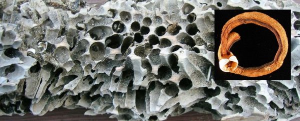 the havoc caused by shipworms remains a mystery after thousands of years