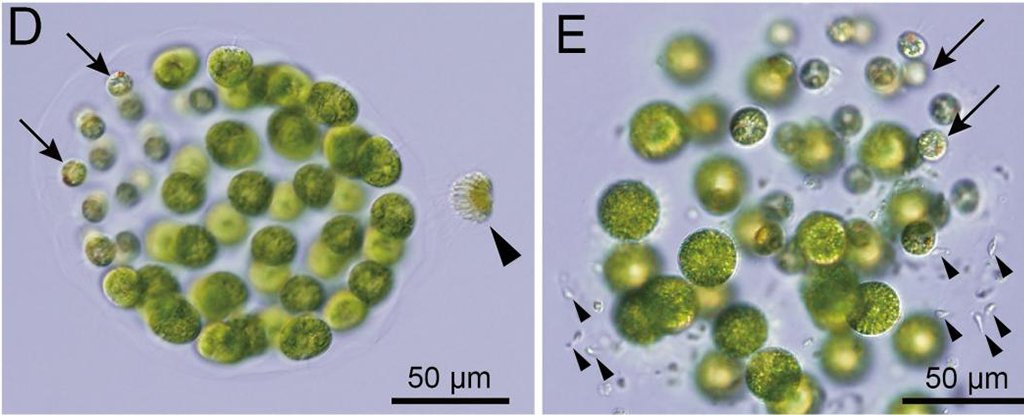 Водоросли и ученые. Algae species Aquarel.