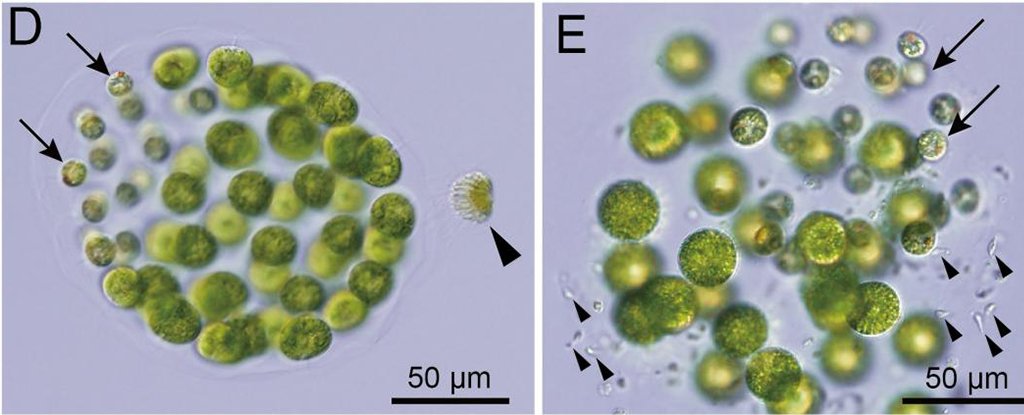 Водоросли ученые. Водоросли и ученые. Algae species Aquarel.