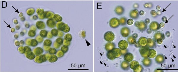 Scientists Discover The First Known Algae Species With Three Distinct Sexes
