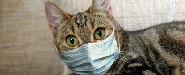 Cats are more likely to catch COVID-19 than dogs, but cat owners shouldn't panic