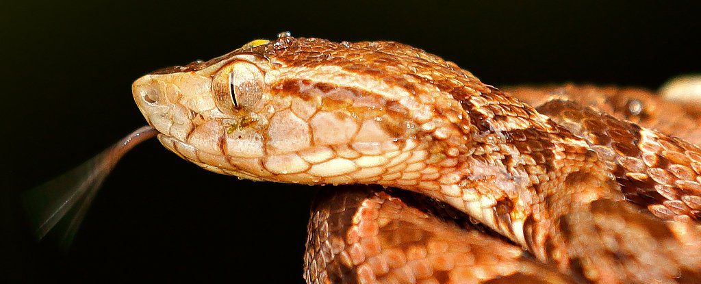 Snake-Venom 'Super Glue' Can Stop Wounds Bleeding in Seconds With a Flash of Light - ScienceAlert