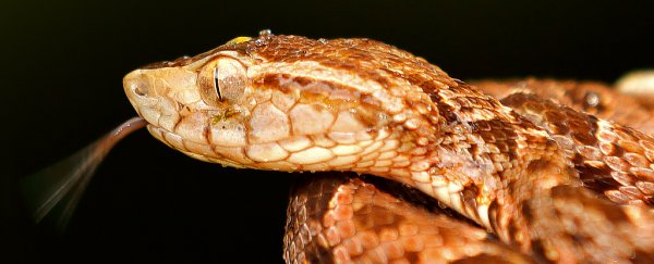 Snake-venom 'super glue' can stop wounds bleeding in seconds with a flash of light