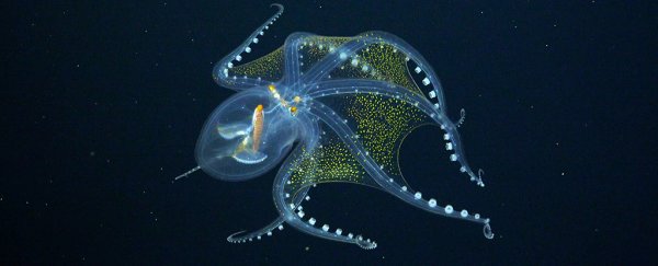 Stunningly Ethereal Glass Octopus Is a Ghostly Vision in The Deep Pacific