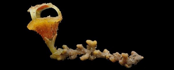 Enchantingly strange 'fairy lanterns' discovered growing in a Malaysian rainforest