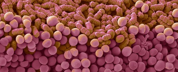 Molecules produced by gut bacteria could help the human body fight cancer