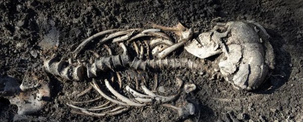 Twin Viking babies found in a surprisingly Christian-looking burial in Sweden
