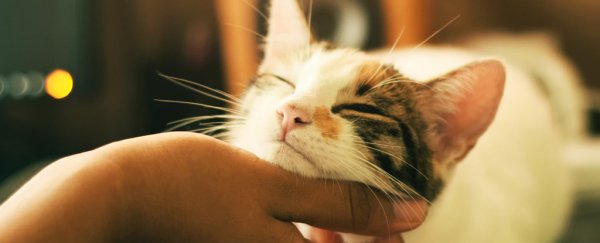 Cats might be more affectionate thanks to the pandemic, new survey reveals