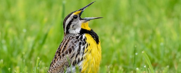 Which animals talk the most? Depends on how you define 'talk'
