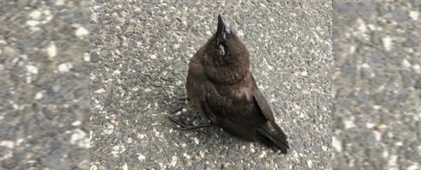 Songbirds are dying across several US states, and we still don't know why