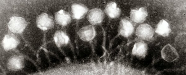 Ancient 15,000-Year-Old Viruses Identified in Melting Tibetan Glaciers