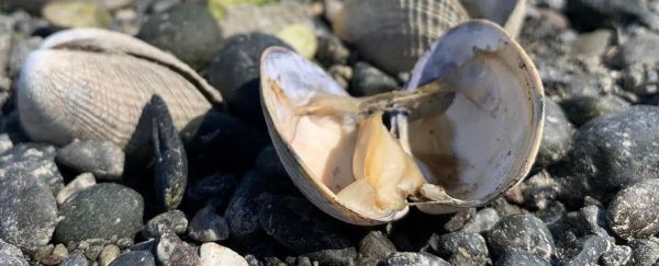 Thousands of sea creatures found boiled alive after Canada's deadly heatwave