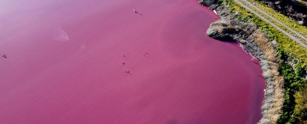 A lagoon in Argentina turned bright pink, but this time the reason is unnatural