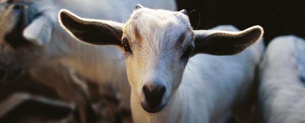 Wildlife trade brings huge risk of the next outbreak, study of over 800 species shows