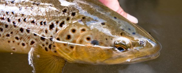 Wild fish are getting addicted to meth in their own rivers, study suggests