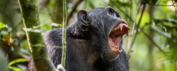 Chimps And Gorillas Seen Going to War in The Wild For The First Time