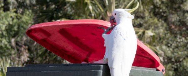 Cockatoos in Australia are teaching each other how to loot trash cans