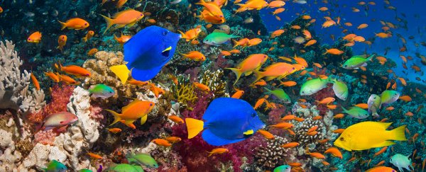 Scientists are terrified that Earth's coral reefs are doomed. Only we can save them