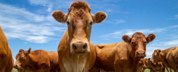 Cows have hungry stomach microbes capable of breaking down some plastics