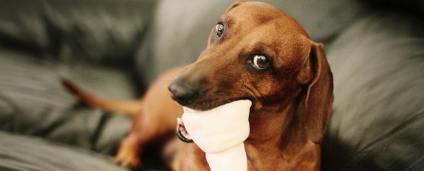 Think your dog would share its food with you? We have bad news