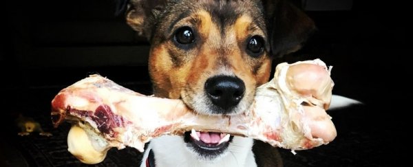 Raw dog food could be fueling the spread of antibiotic-resistant superbugs