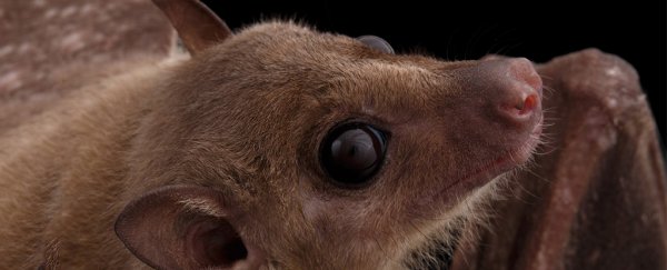 Bat brain study reveals how animals use 'place cells' to navigate in space and time