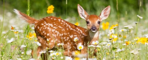 The constant threat of humans is turning fawns into heedless burnouts