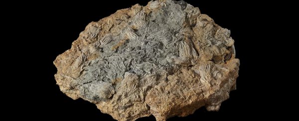 Alien-like sea creatures discovered at a huge 'Jurassic Pompeii' graveyard