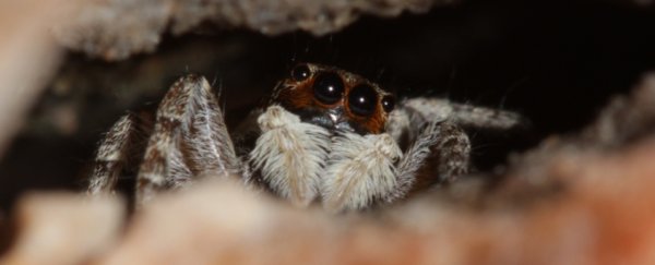 A close-up of a small spider's face.